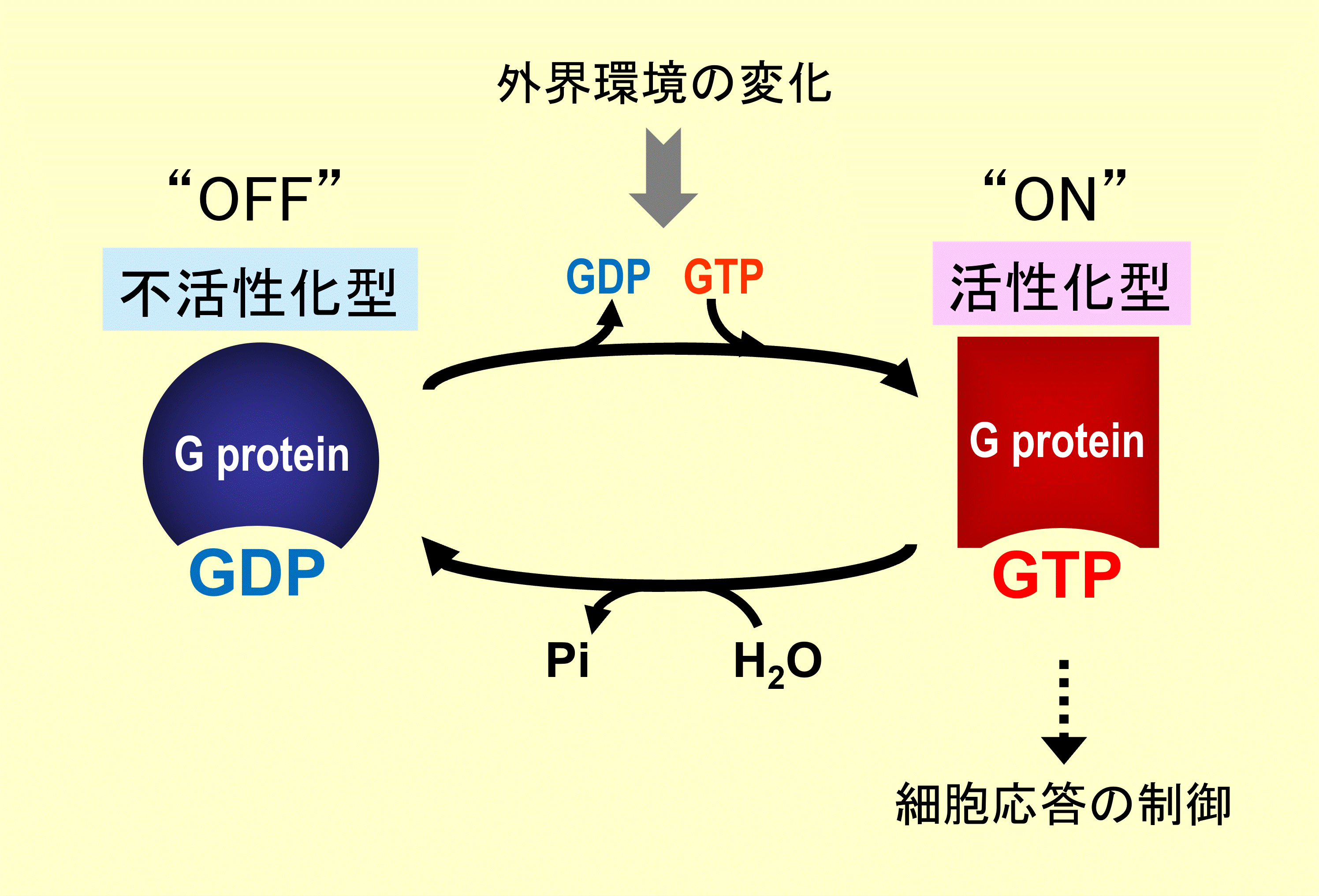 生化学｜明治薬科大学