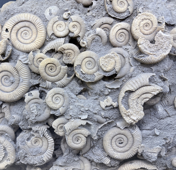 自然を観測し規則性を探索する